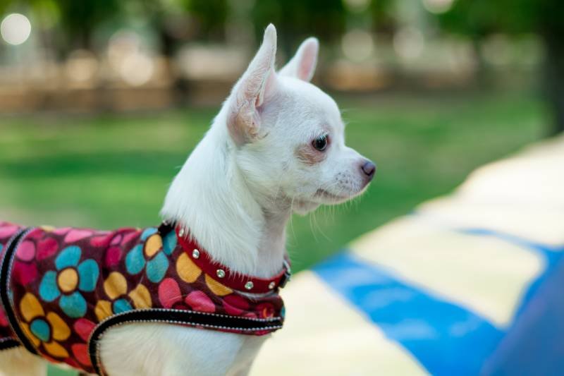 Одяг для собак – стиль, комфорт і захист у будь-яку пору року одяг для собак